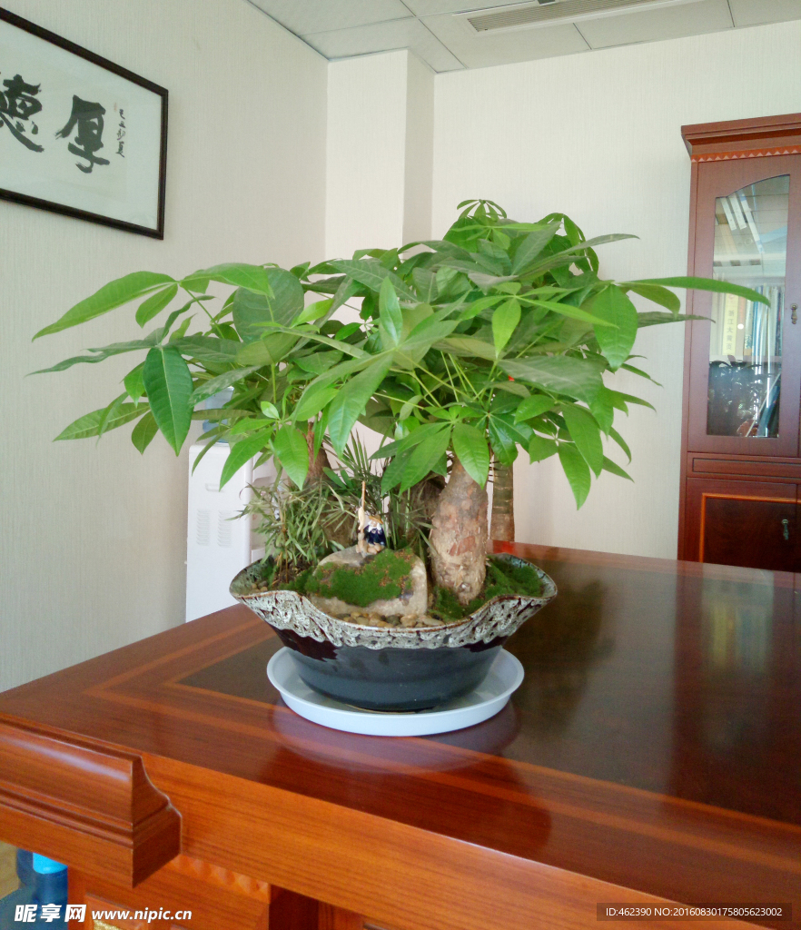 發(fā)財(cái)樹(shù)盆栽