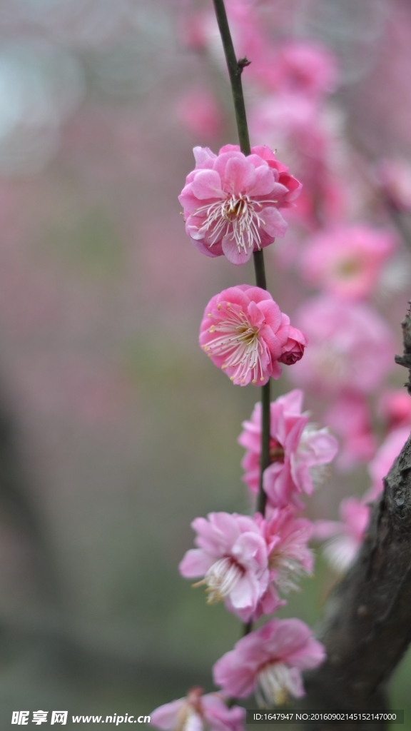 紅梅花開