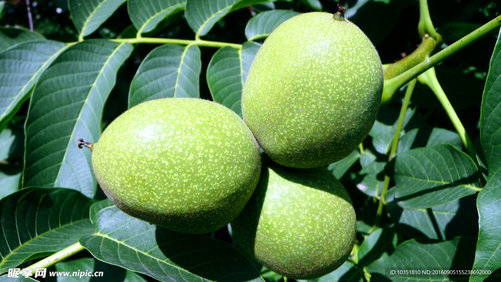 三胞胎核桃