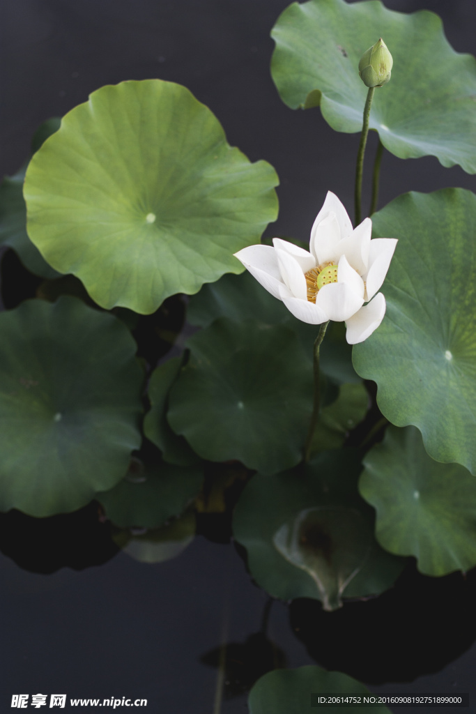 白色蓮花