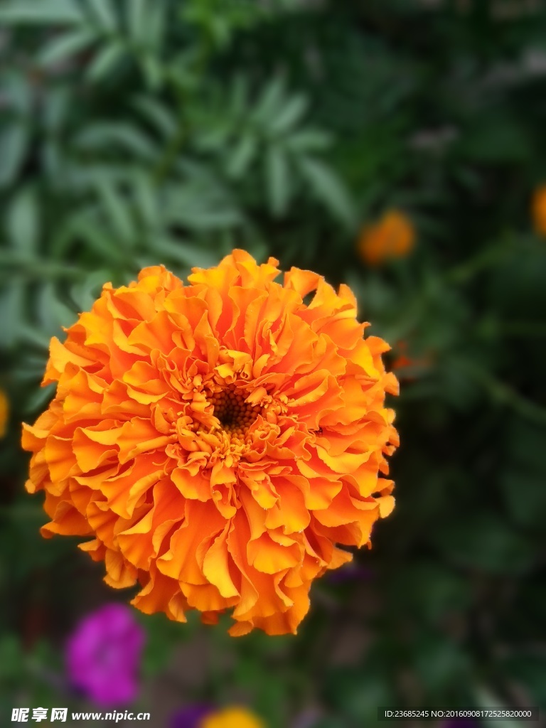 金菊花