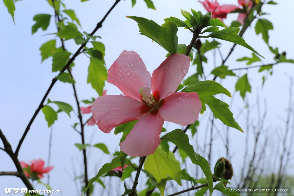 木芙蓉