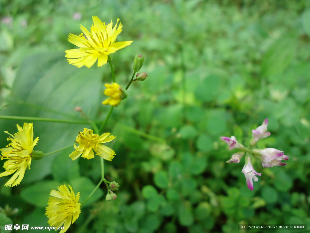 野黃花