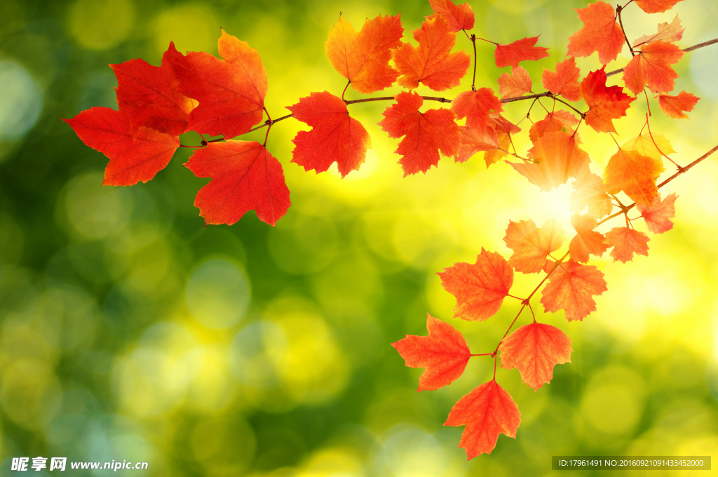 紅葉