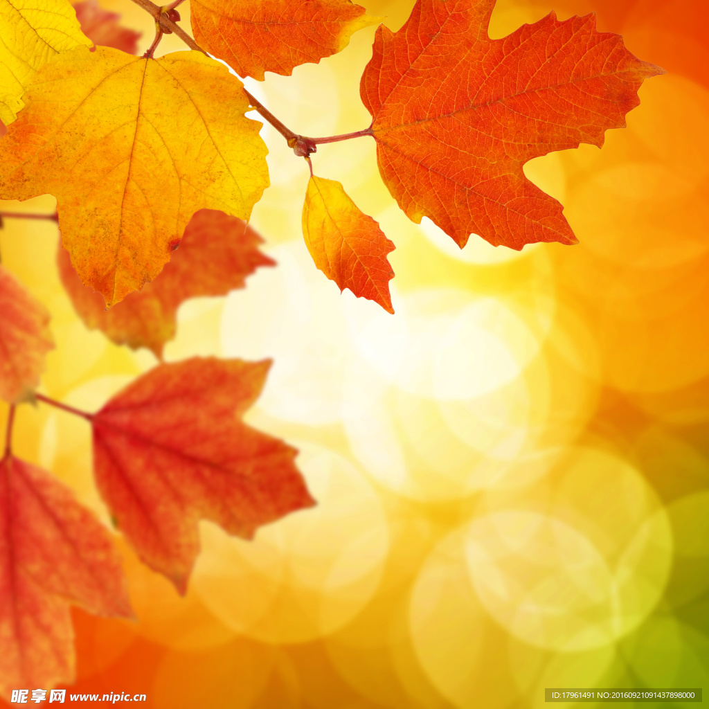 紅葉