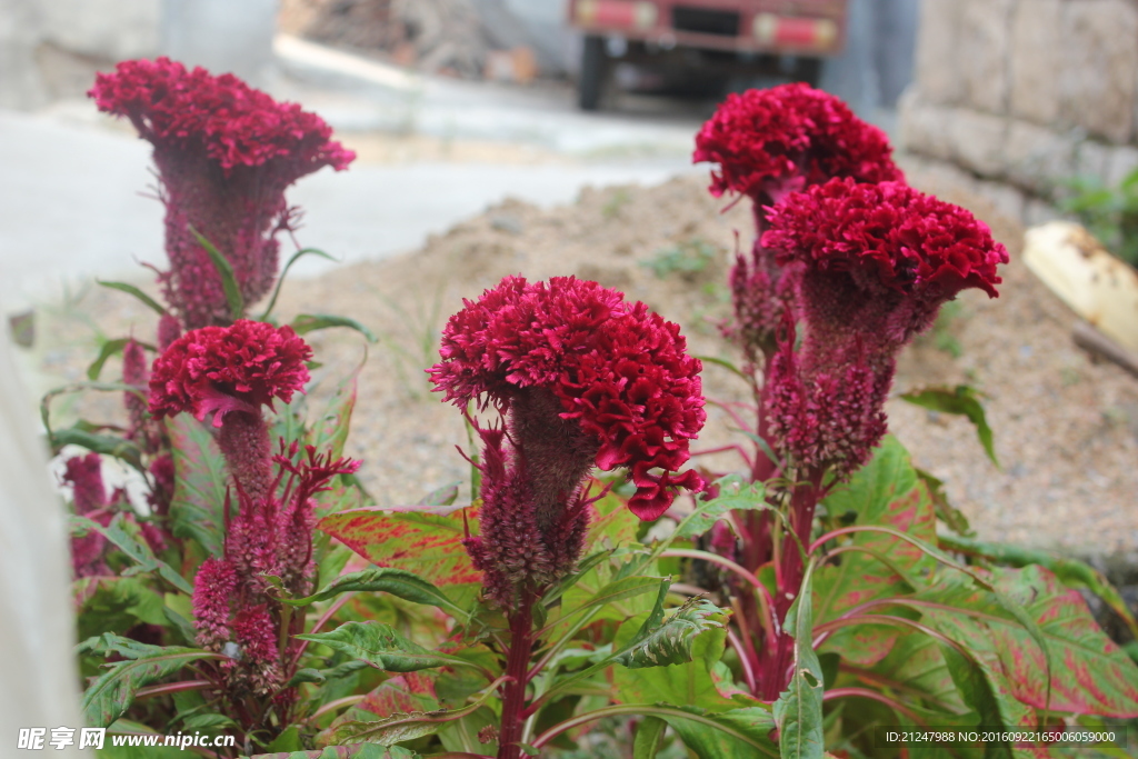 雞冠花
