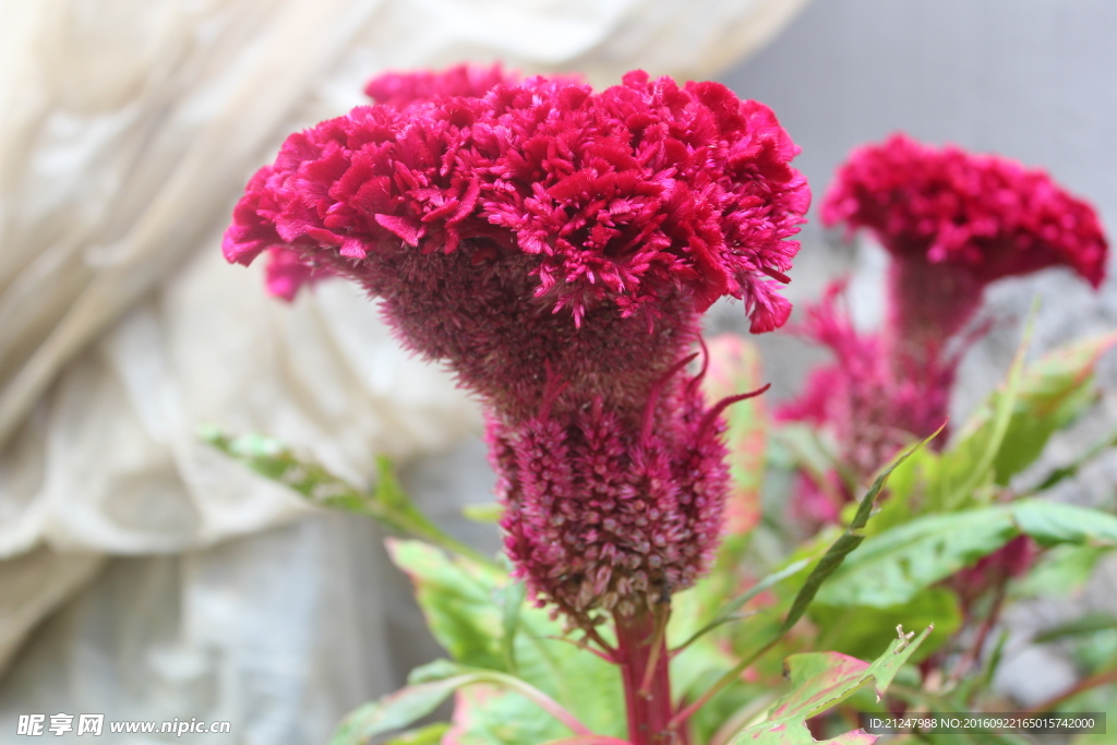 雞冠花