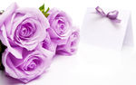紫玫瑰花图片