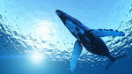 海底下的蓝鲸高清图片