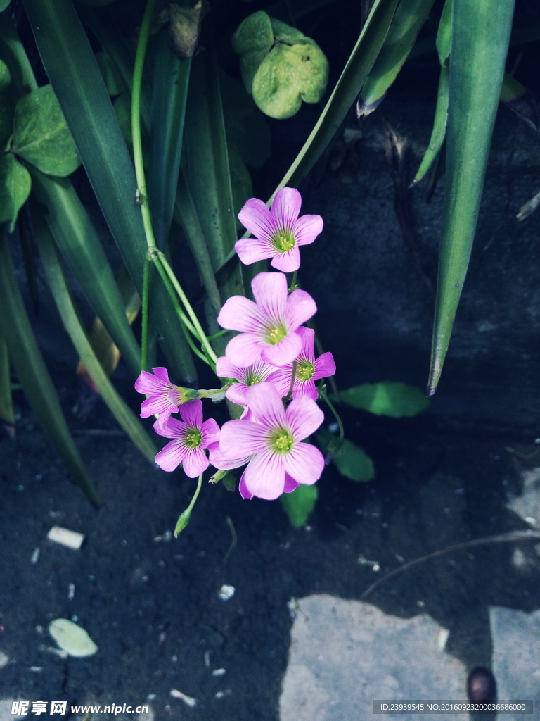 花兒