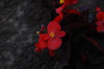小红花