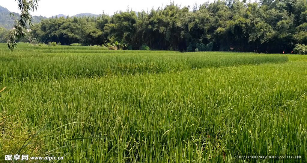 田野短片