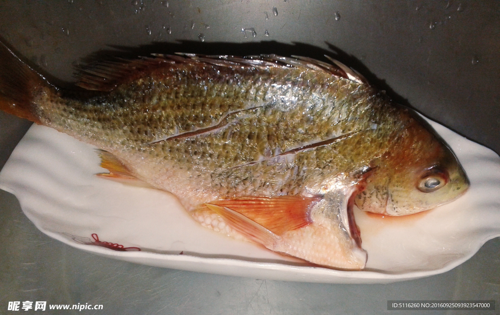 魚
