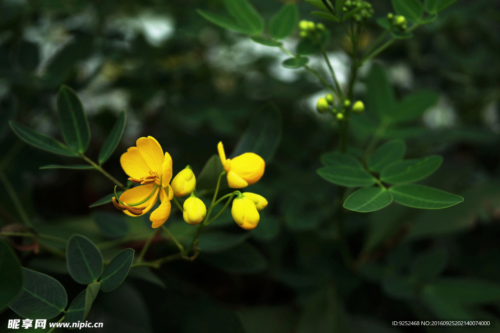 决明子花