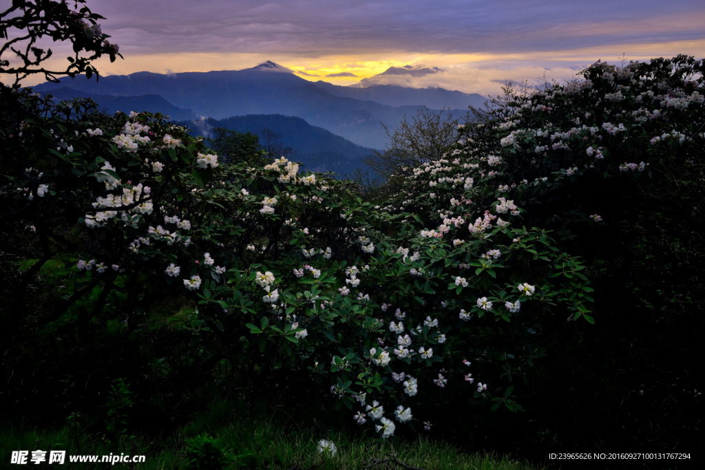 四人同高山杜鵑