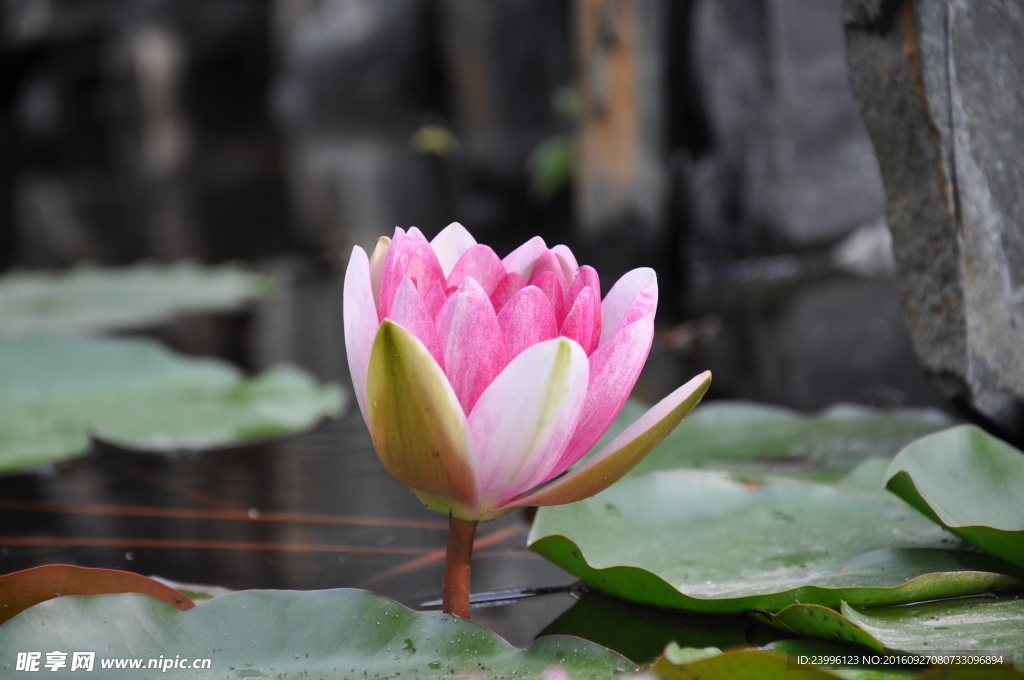 蓮花