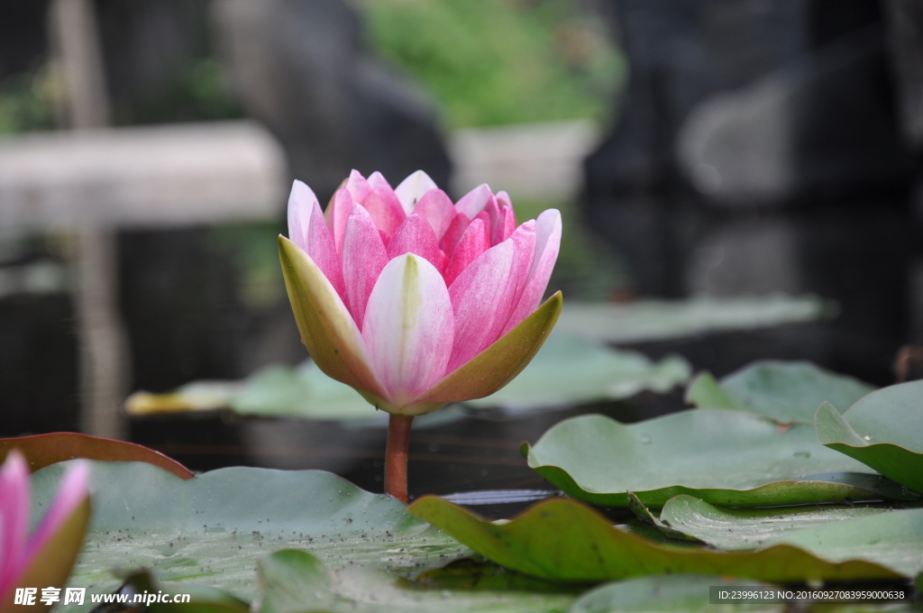 蓮花