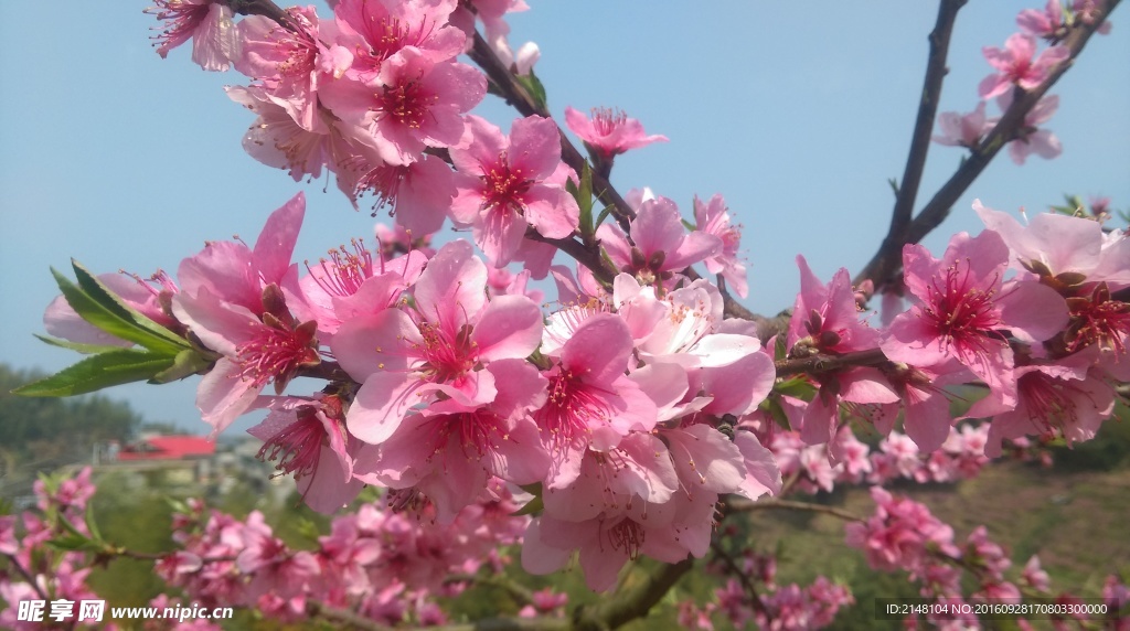 桃花