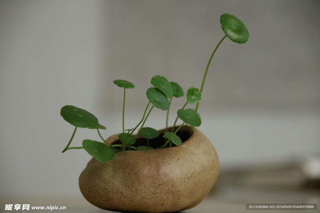 綠意小清新