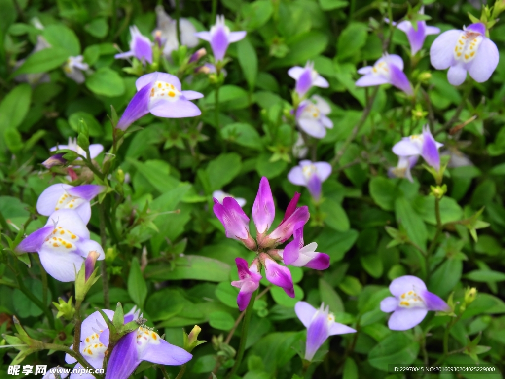 草籽花