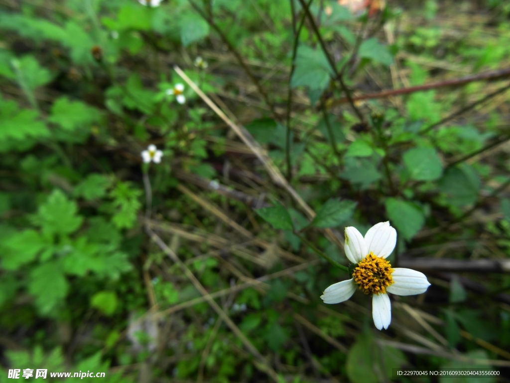 野白花