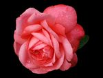 盛开的粉色玫瑰花
