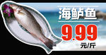 海鲈鱼裁型