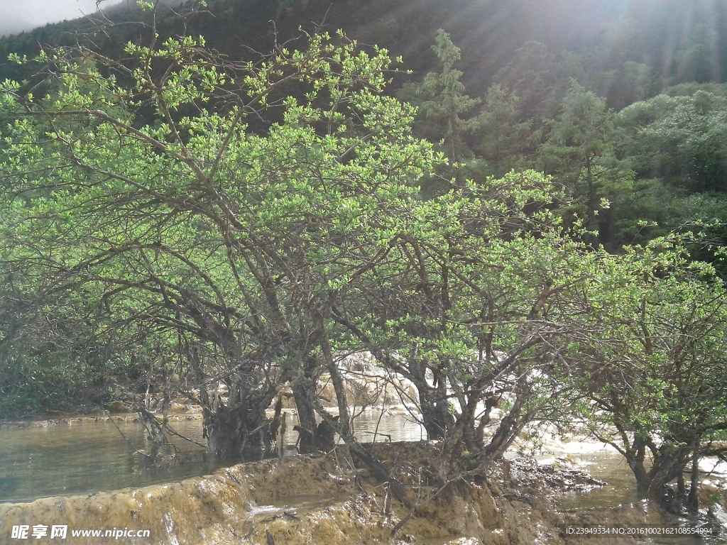 原生態(tài)植物