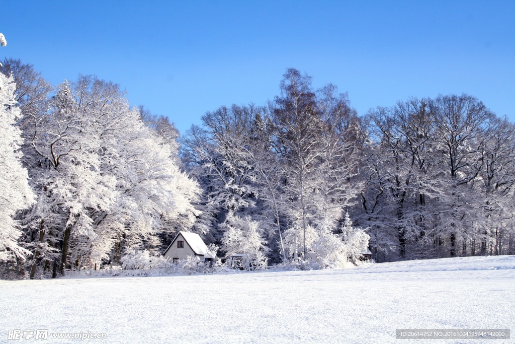 雪中的美景