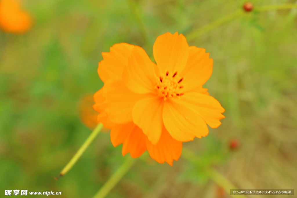 花朵黃花