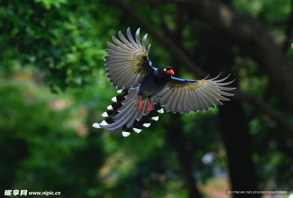 紅嘴藍(lán)鵲
