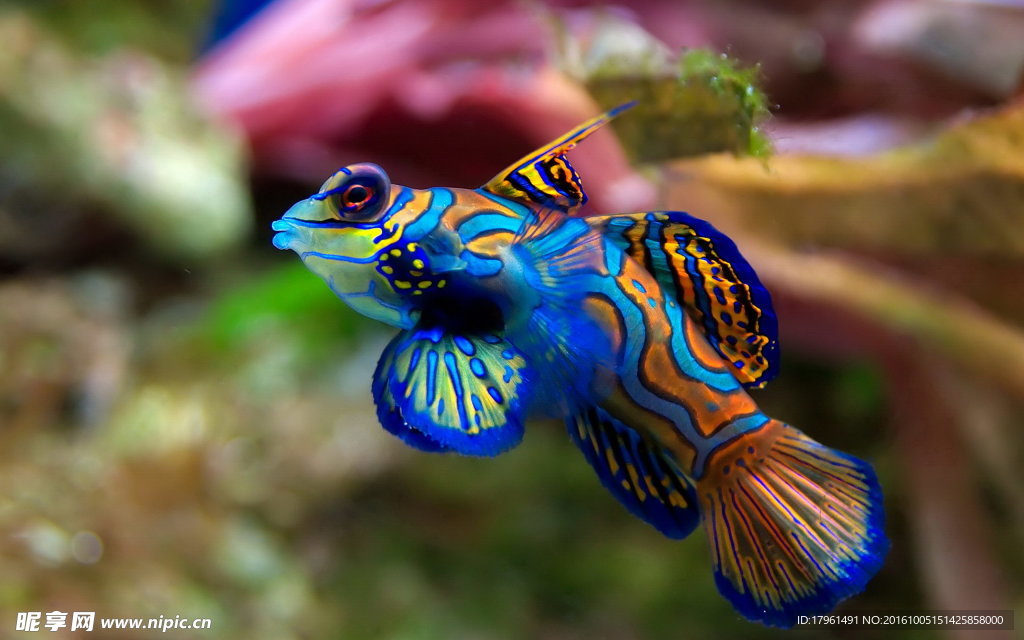 熱帶小丑魚