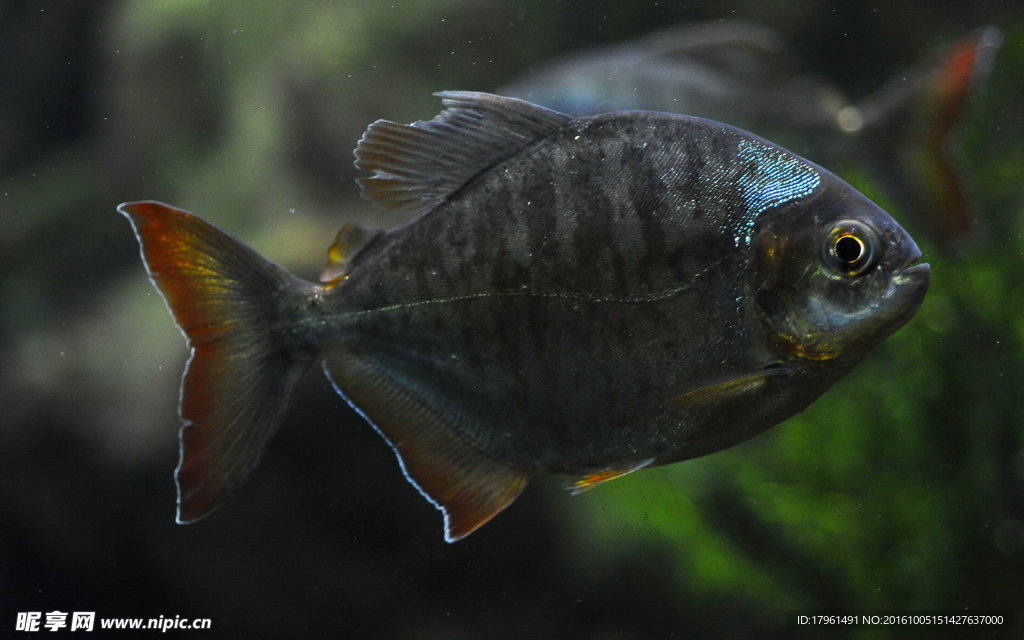 熱帶小丑魚