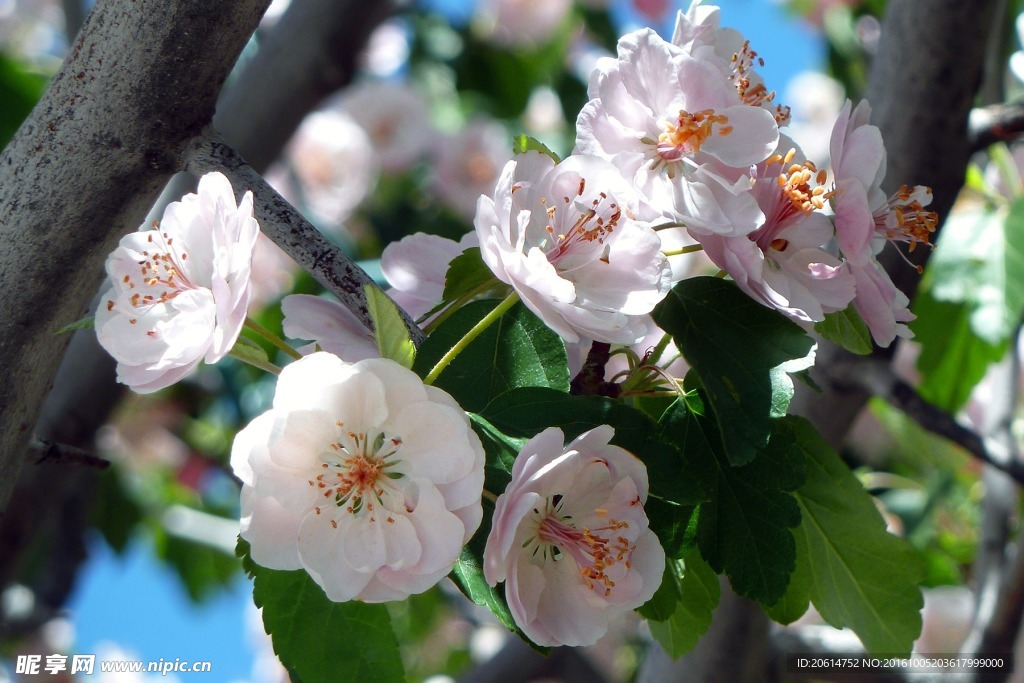 盛開(kāi)的桃花