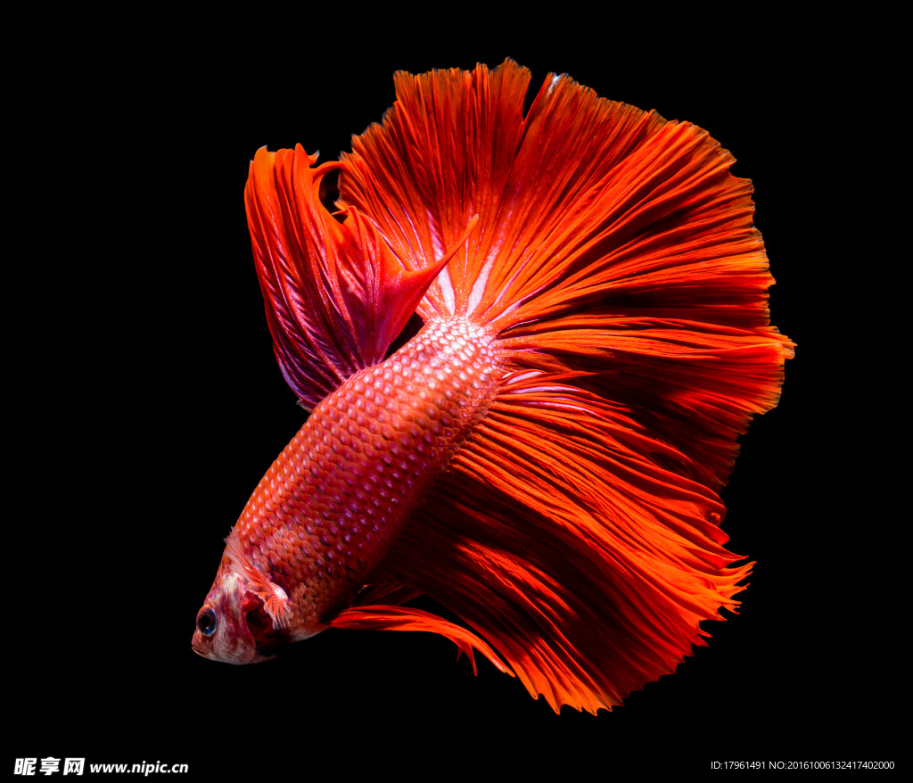 金魚
