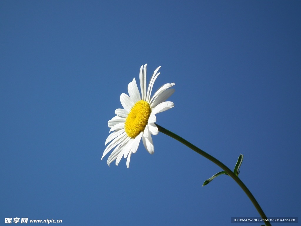 野菊花