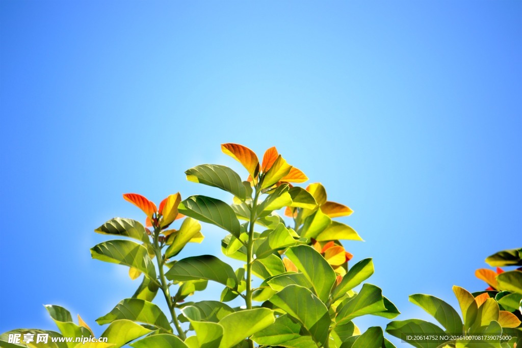 茶葉樹
