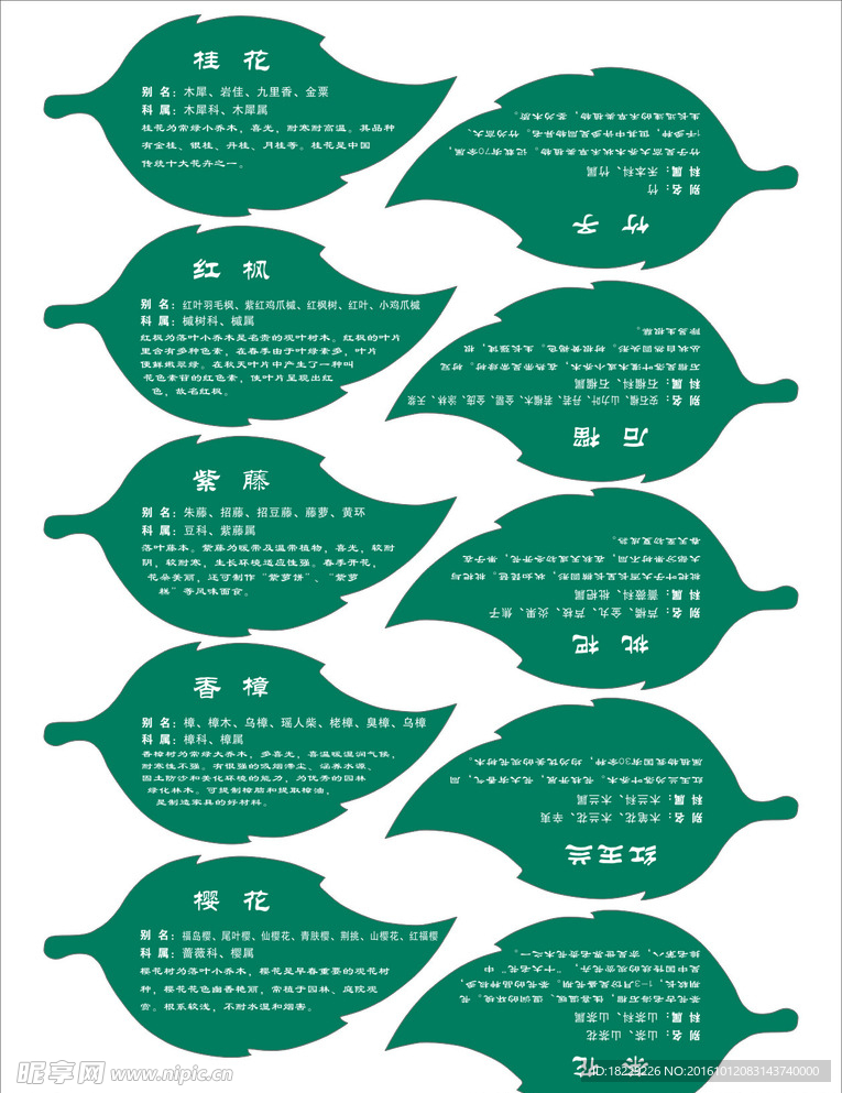 幼兒園花木介紹說明 吊牌