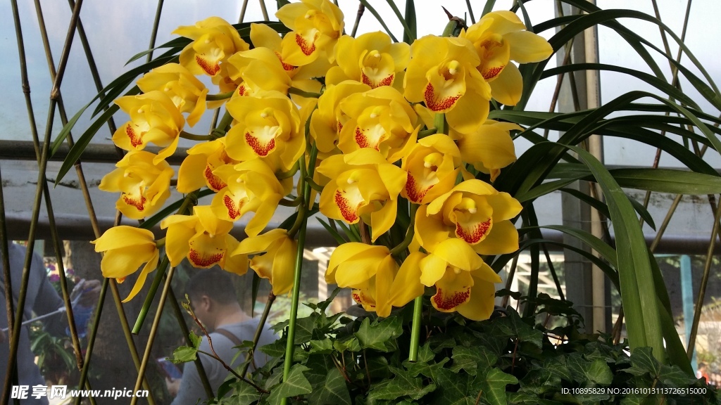 美麗蘭花