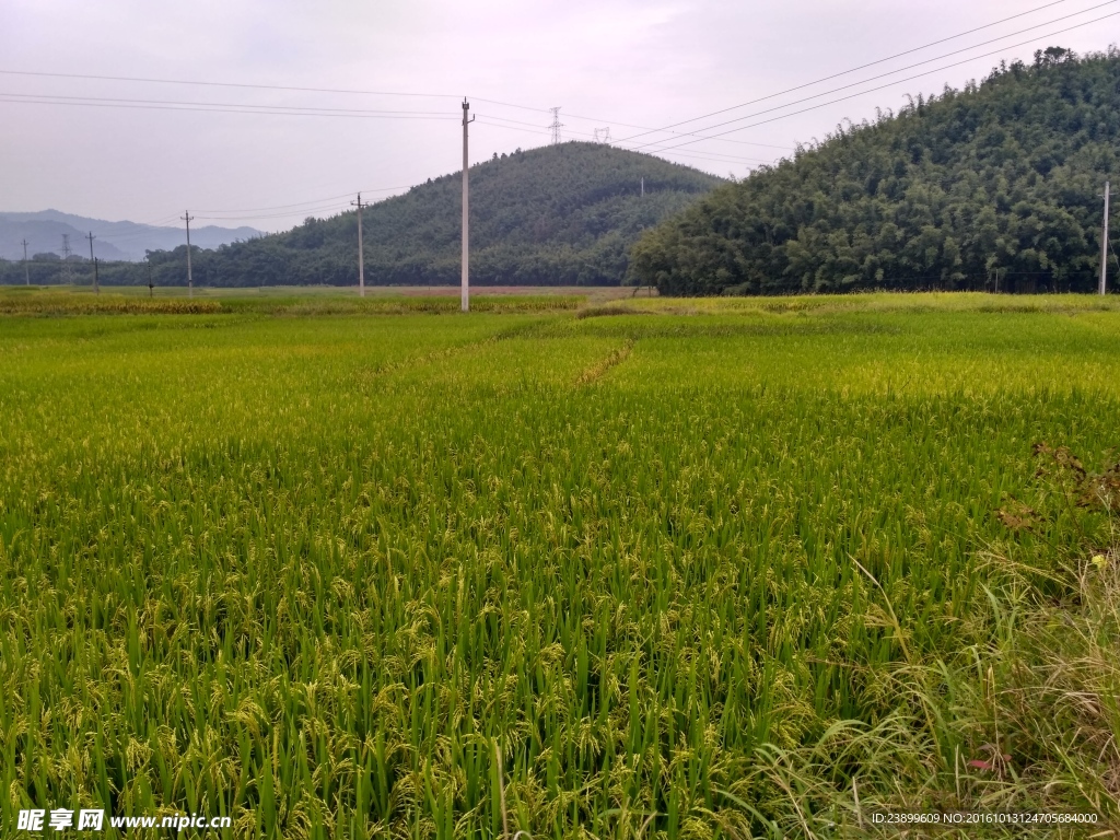 山川的田野