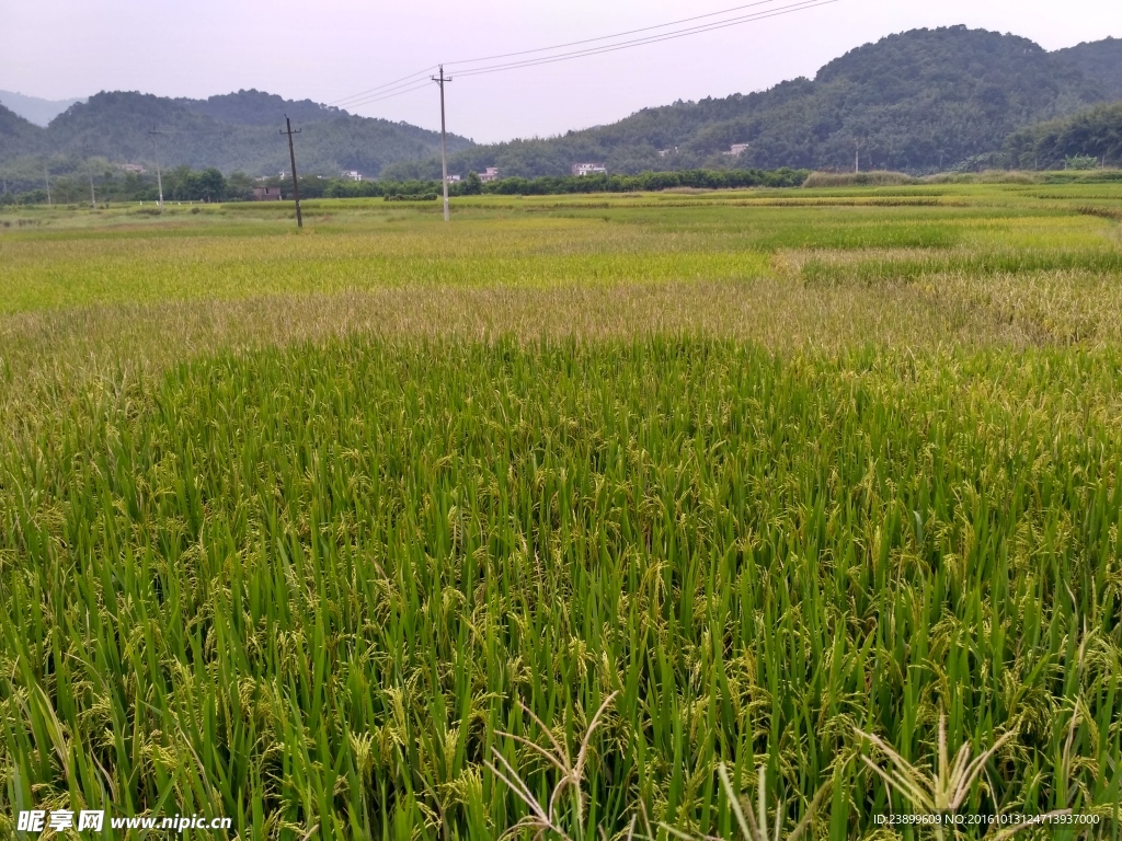 山川的田野