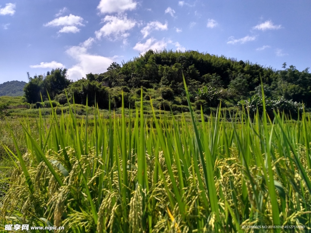 山川的田野