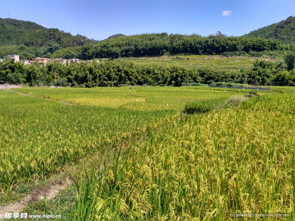 山川的田野