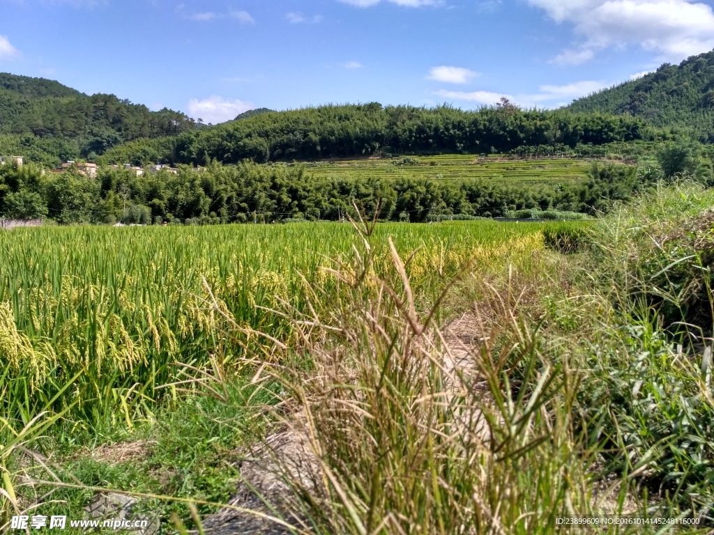 山川的田野