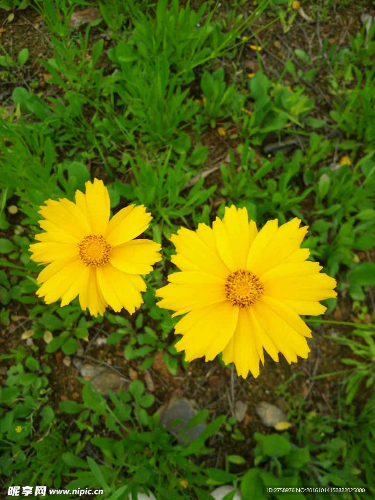小黃花