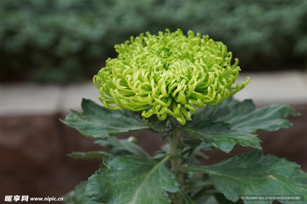 綠色菊花
