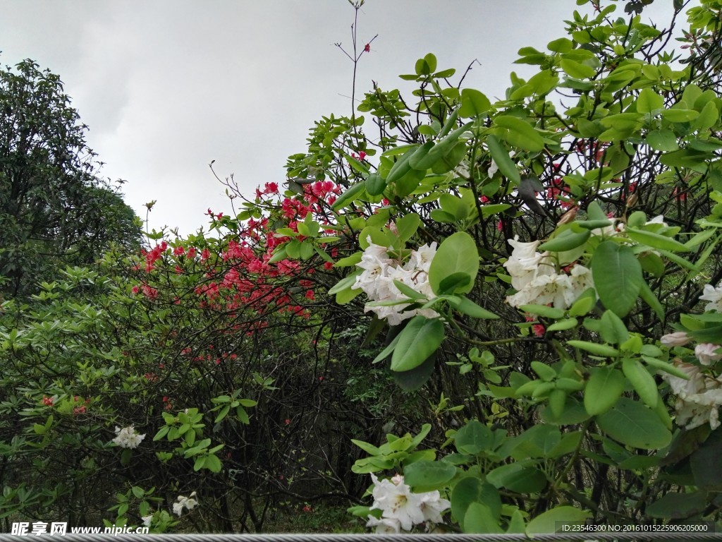 綻放的野花