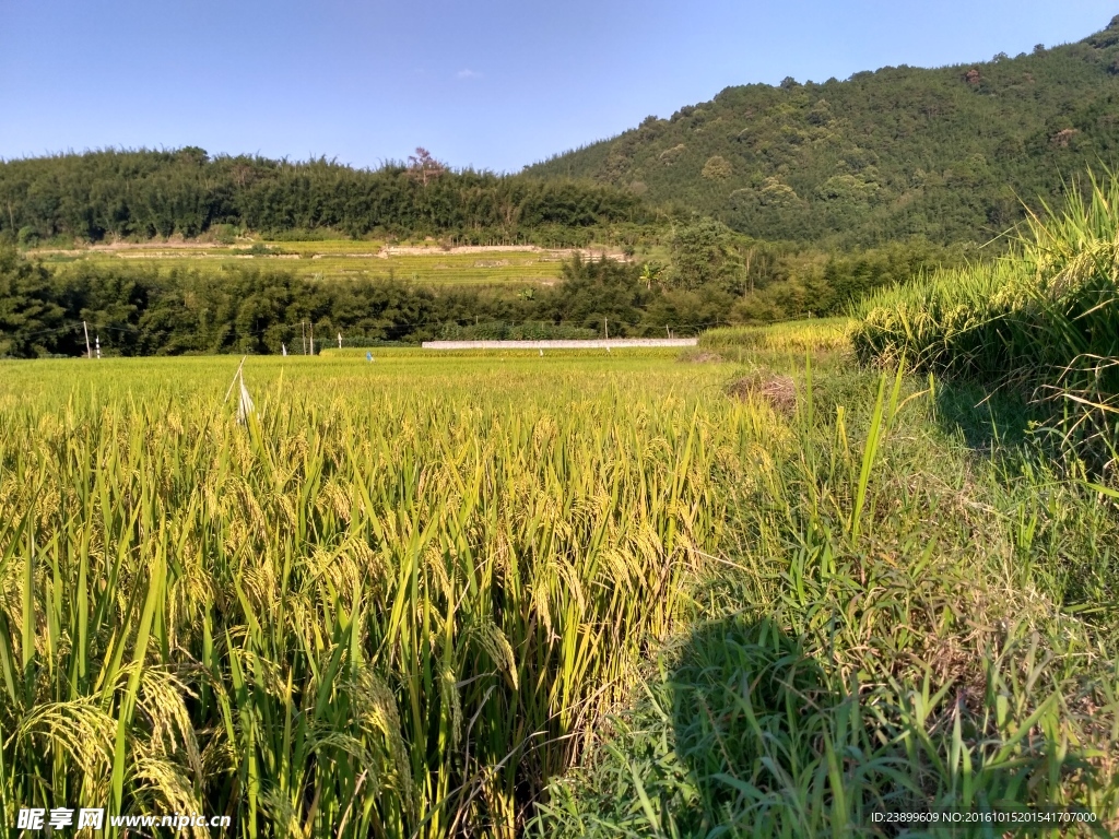 山川的田野