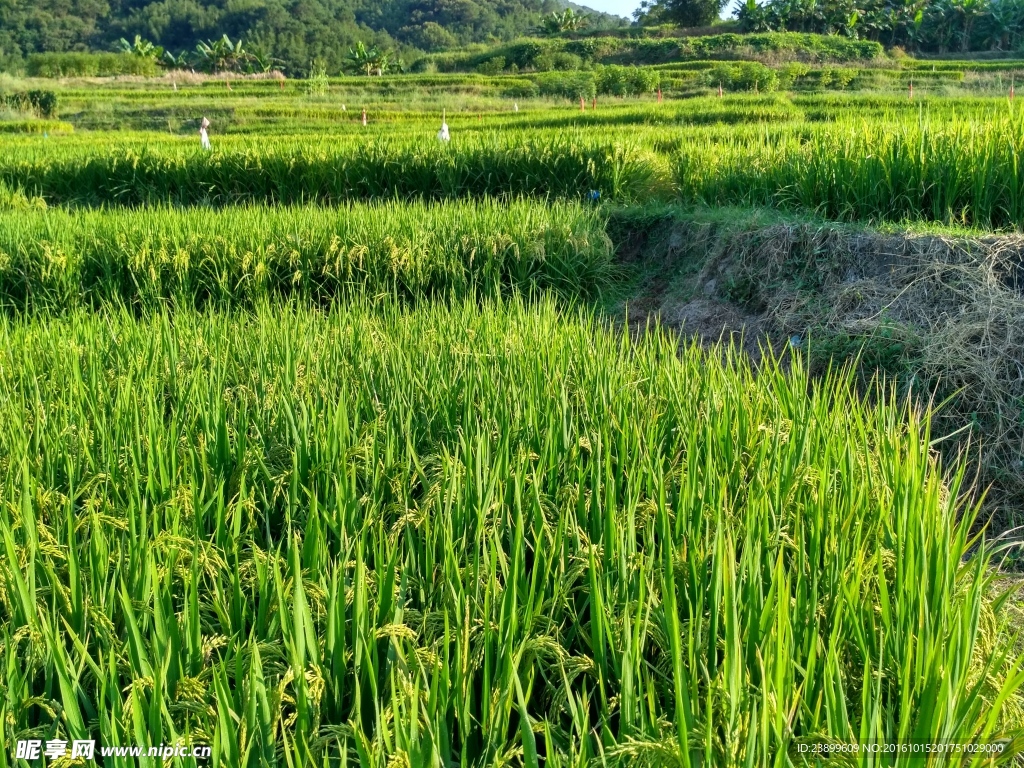 山川的田野