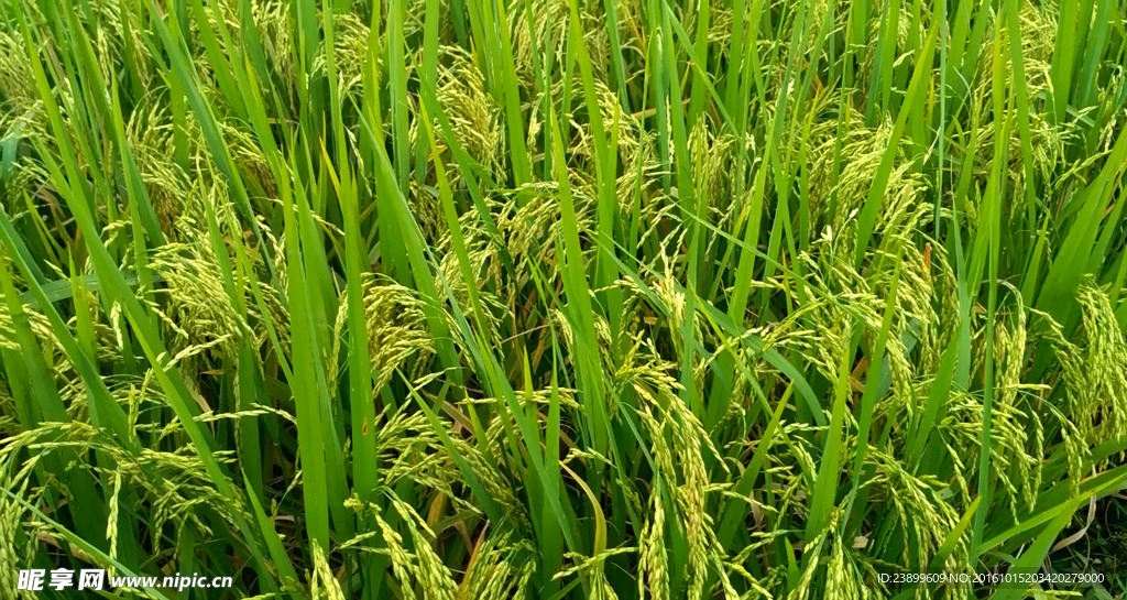 黃綠色的田野